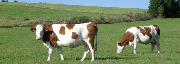 bovin_lait_Montbeliardes